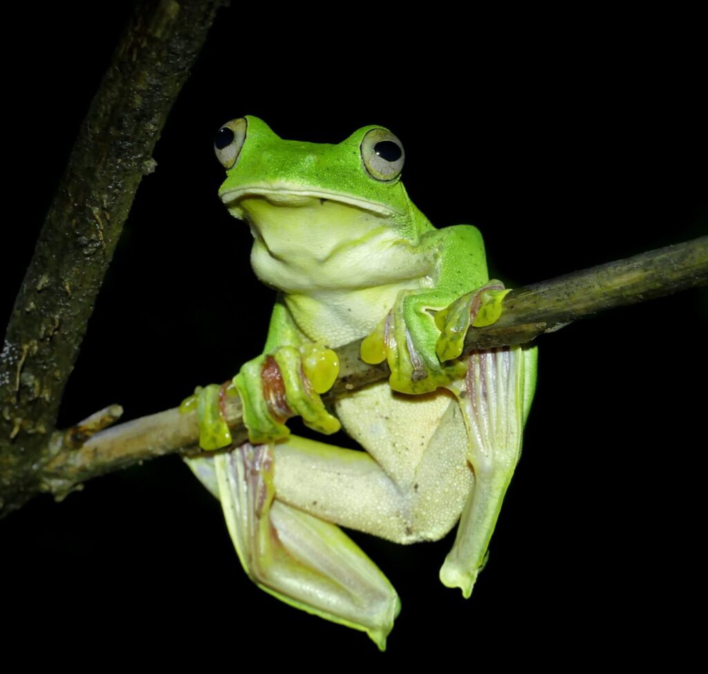 untamed west night frog