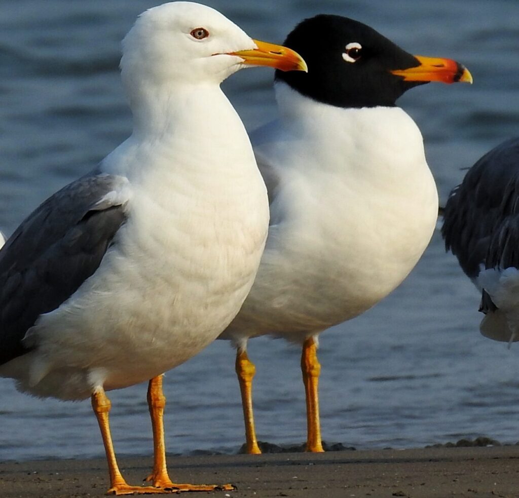 untamed west water birds