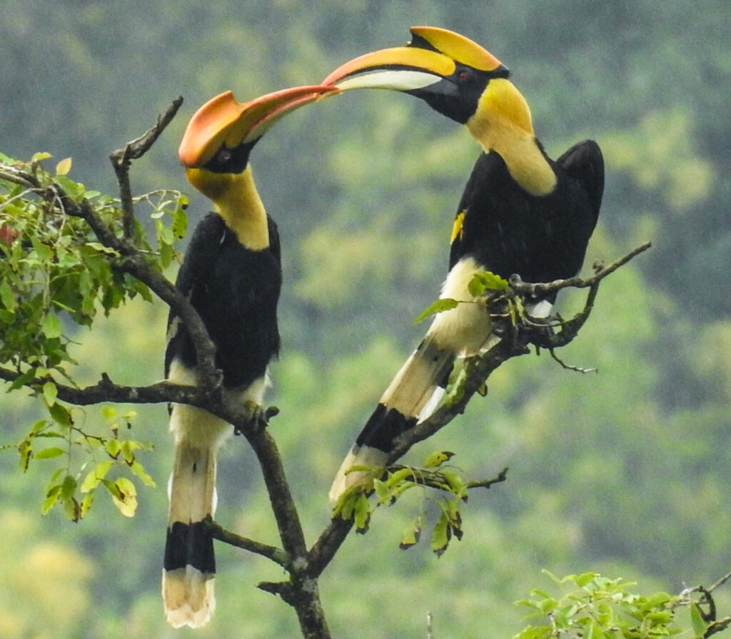 untamed west Toucans