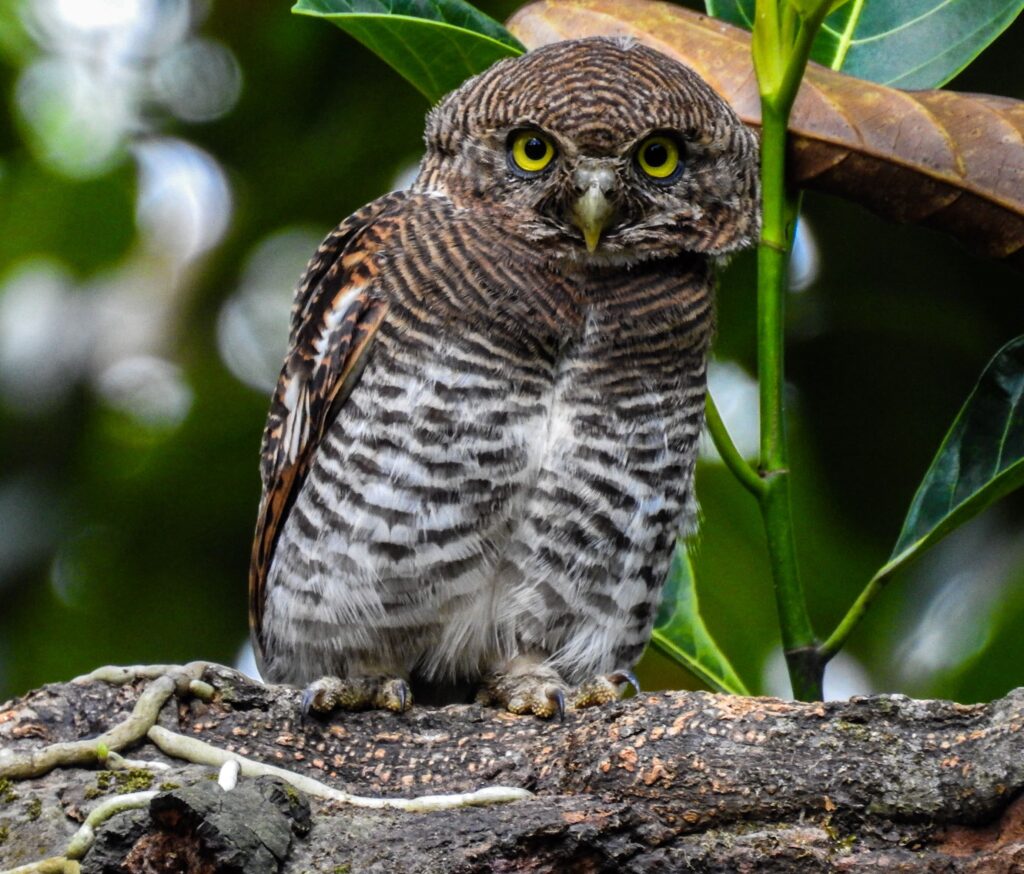 day owl