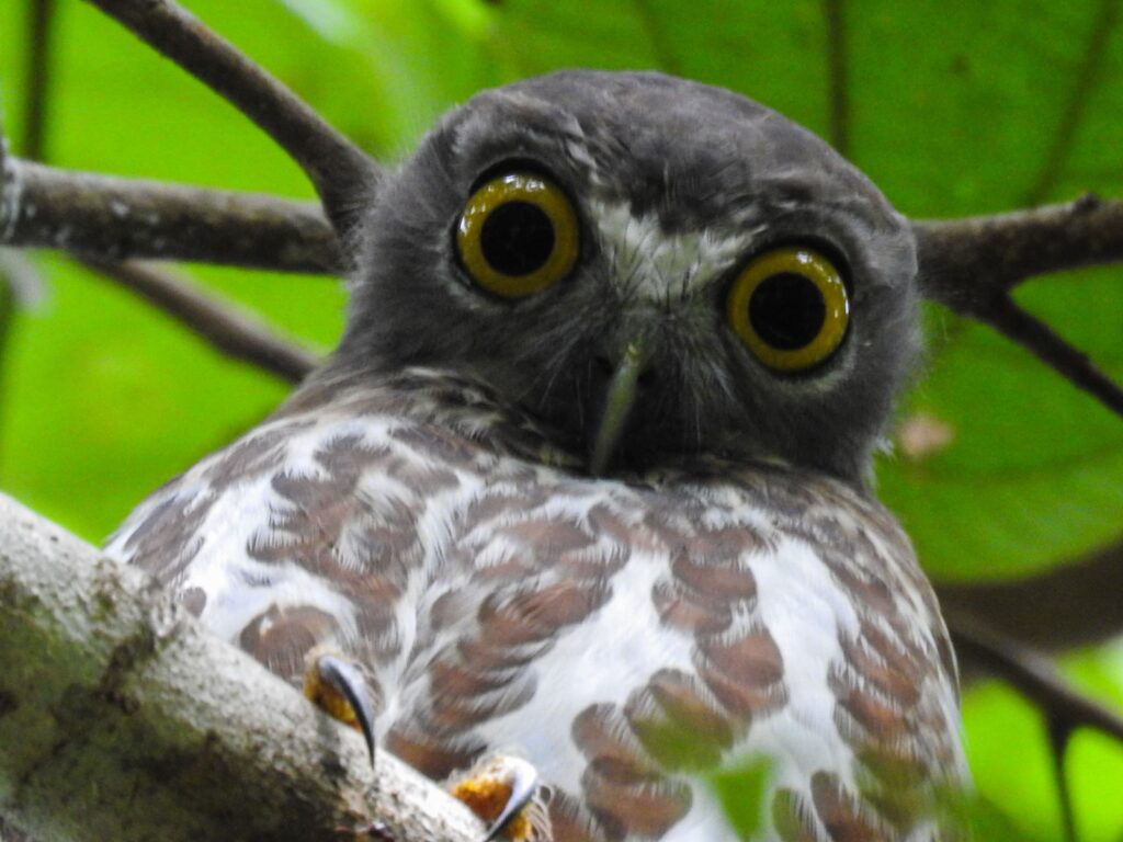 owl owl