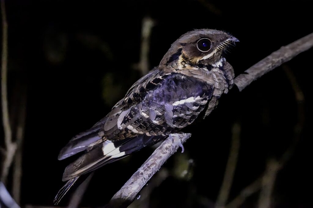 bird2