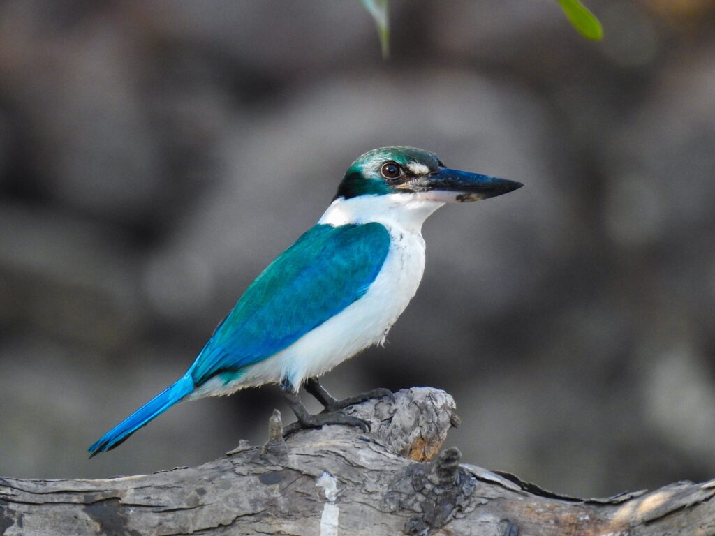 Blue Bird