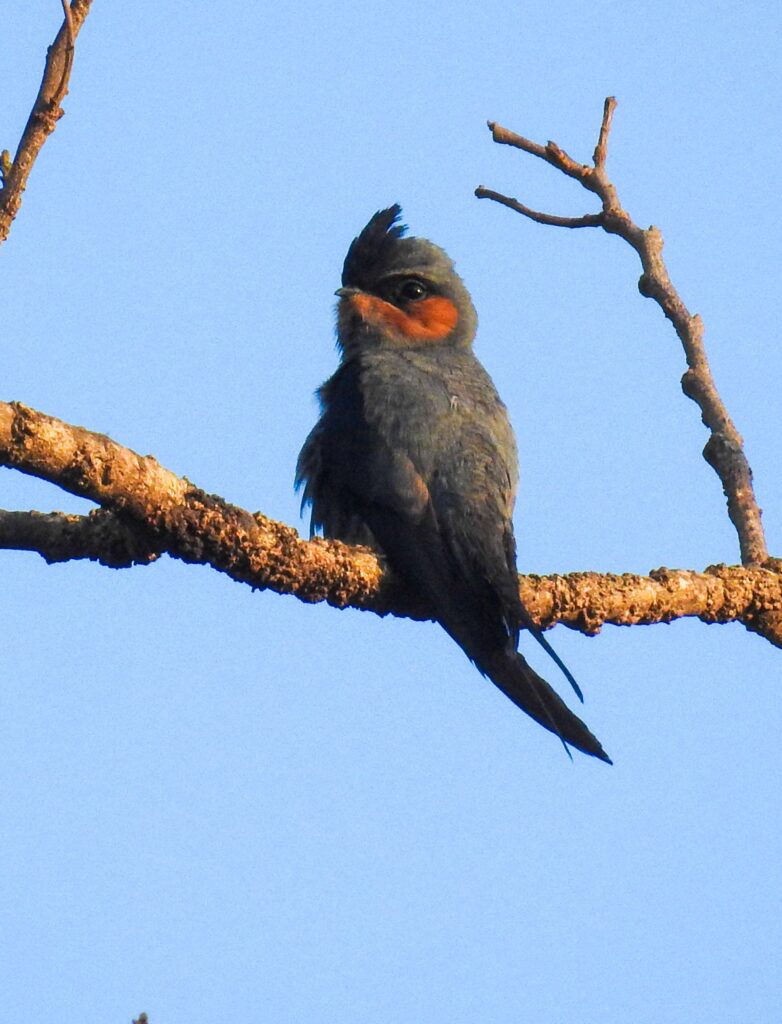arange&grey bird