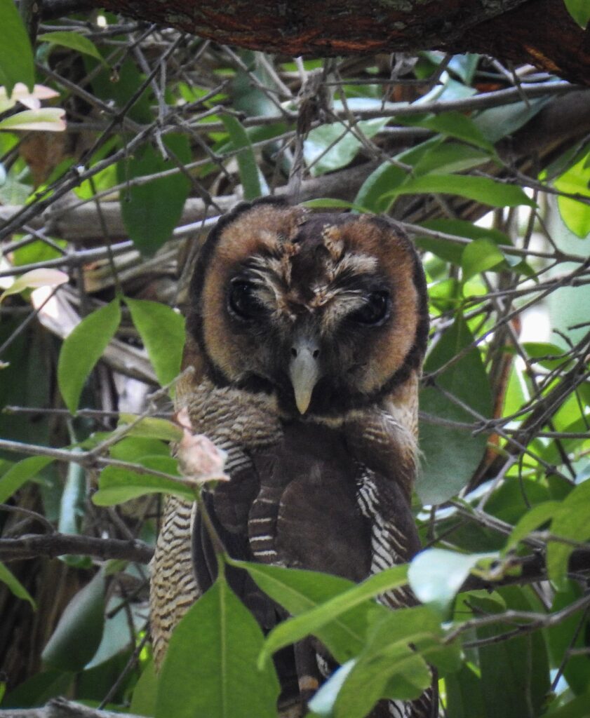 Owl