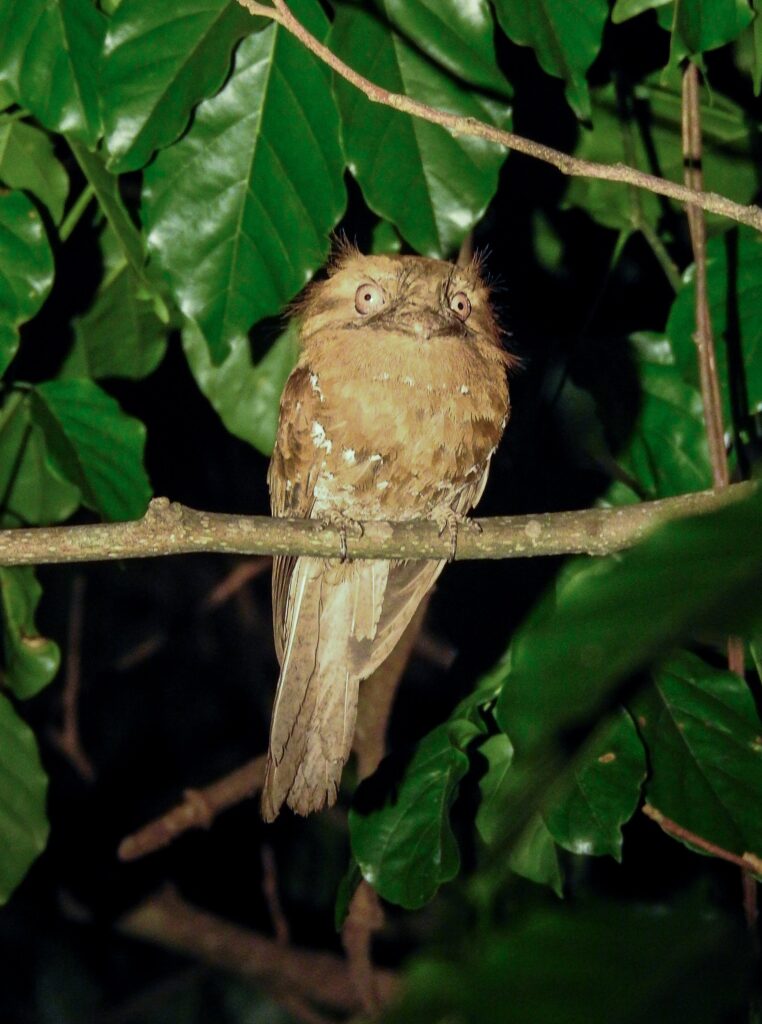 weird night bird