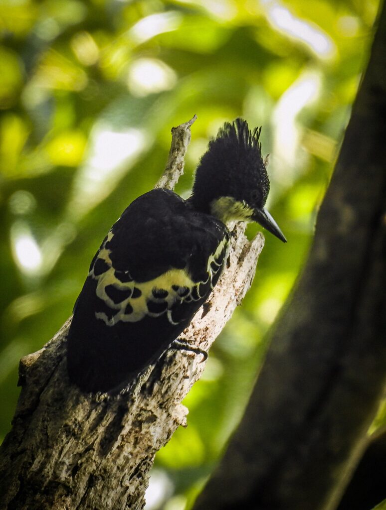 wood pecker