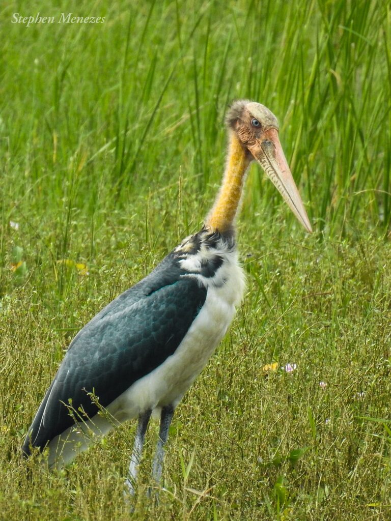 water bird