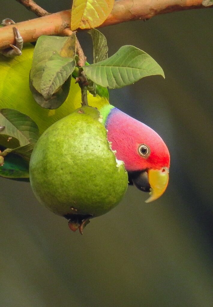 Parrot