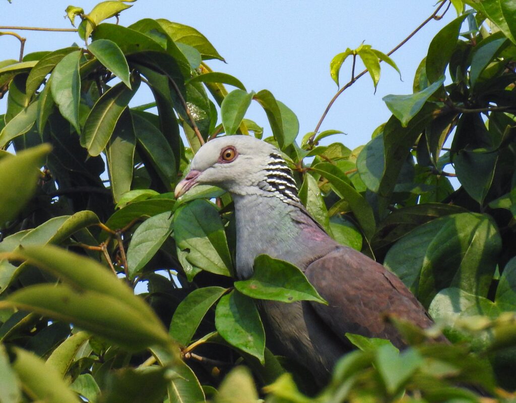 Pigeon