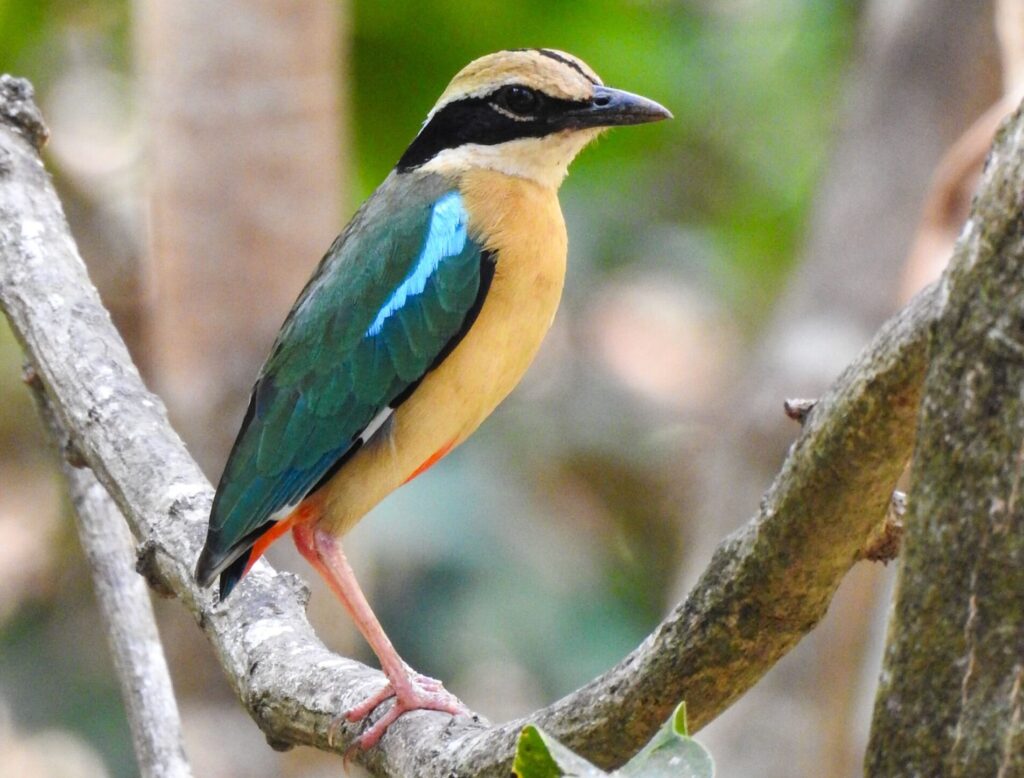 blue&yellow bird