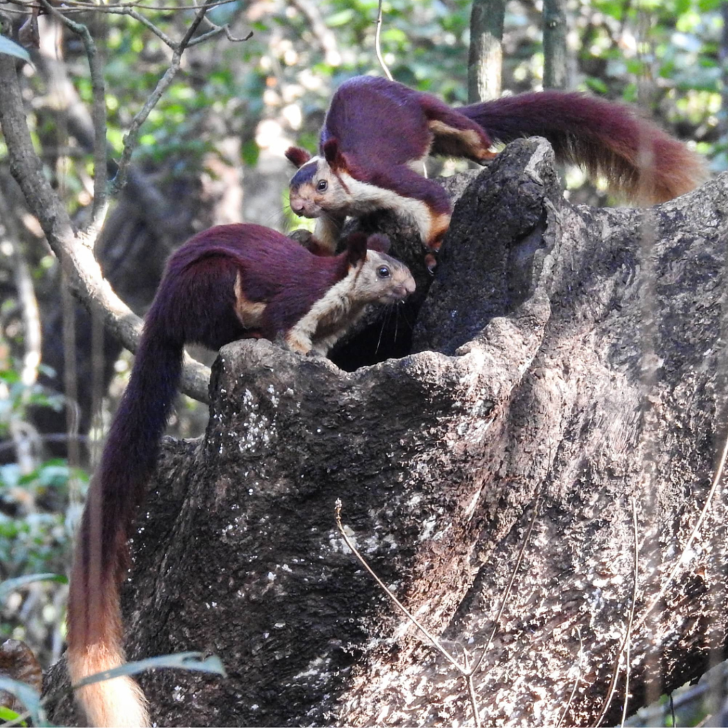 cropped-giant squirrel