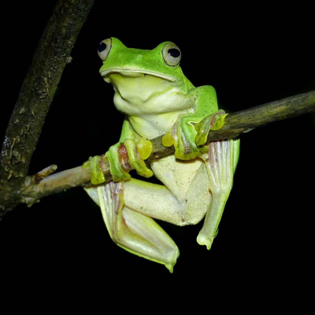 cropped green frog