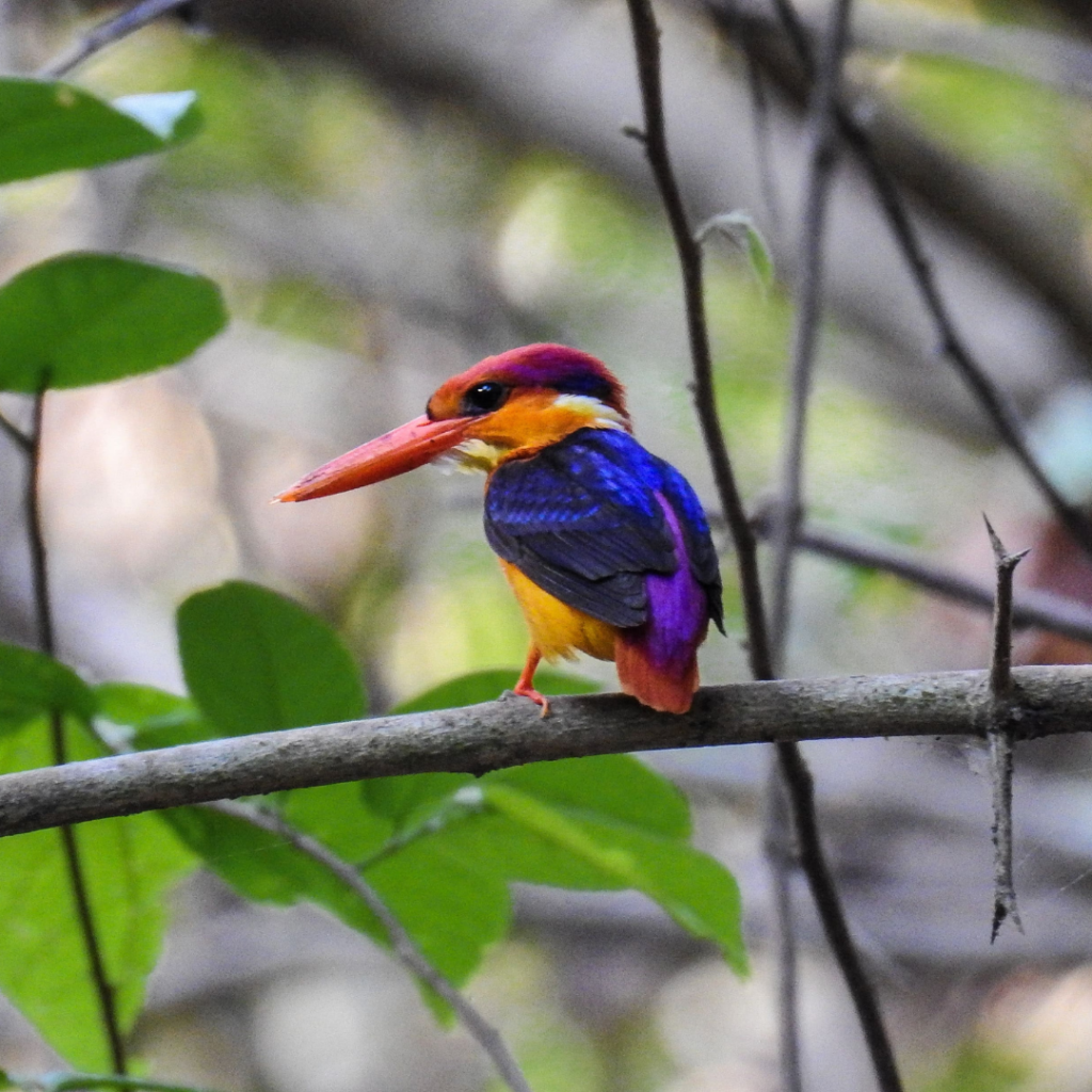 untamed west cropped kingfisher 2