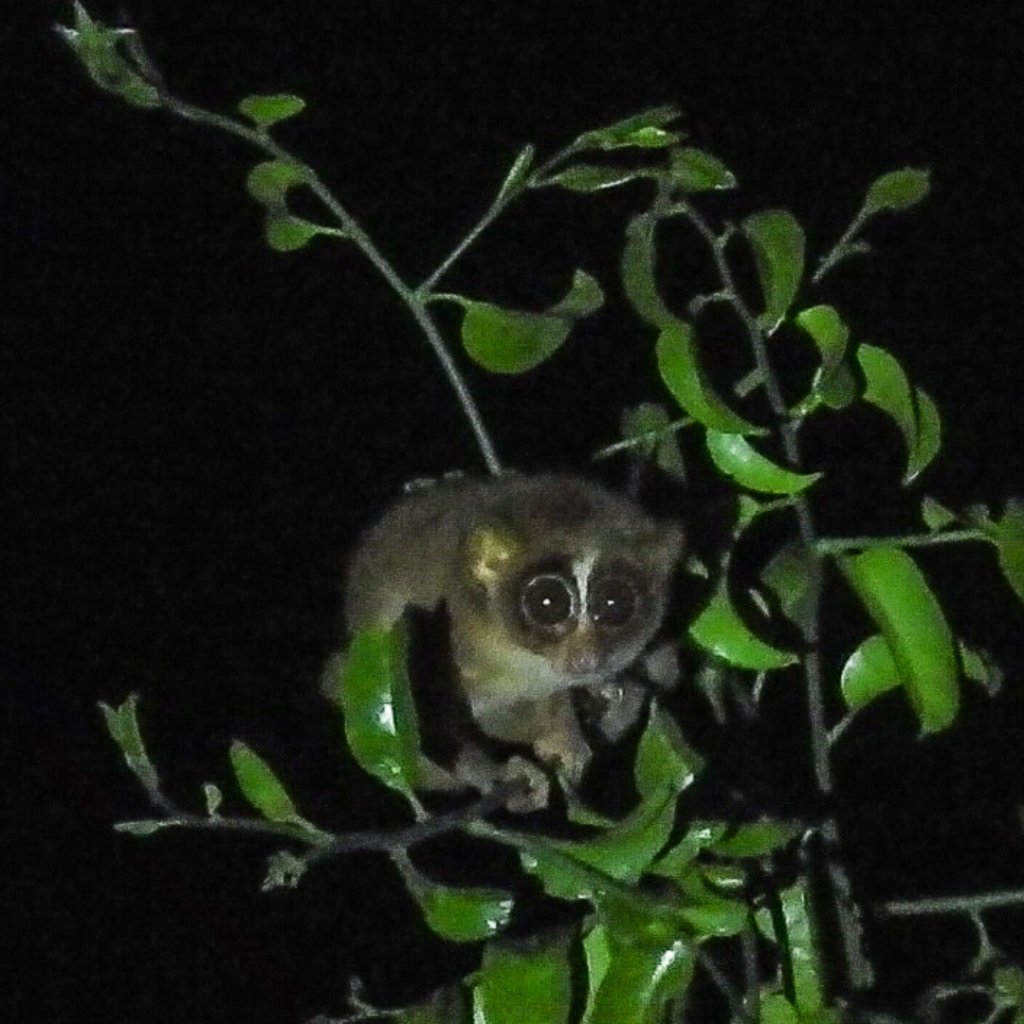 cropped night animal