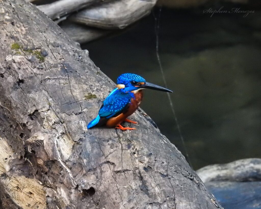 Kingfisher