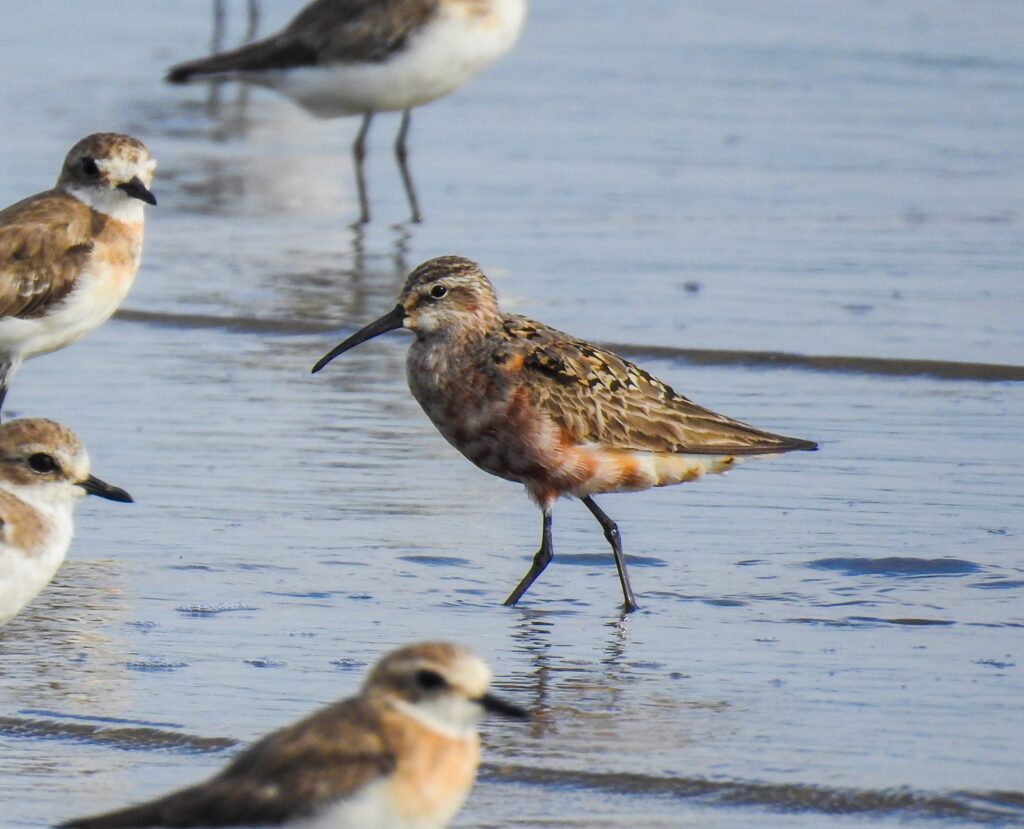 birds