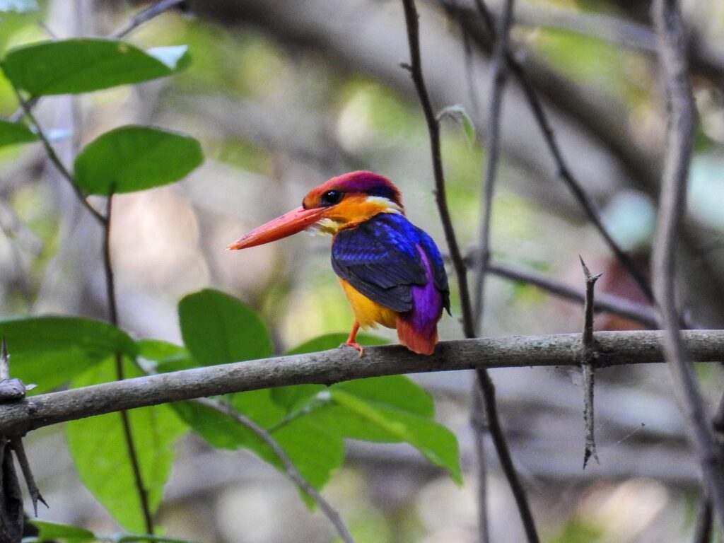 kingfisher