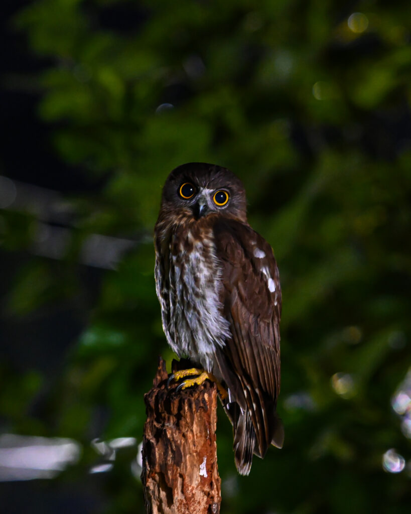 Wild Owl