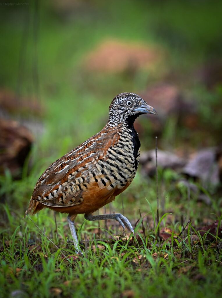 birds 22