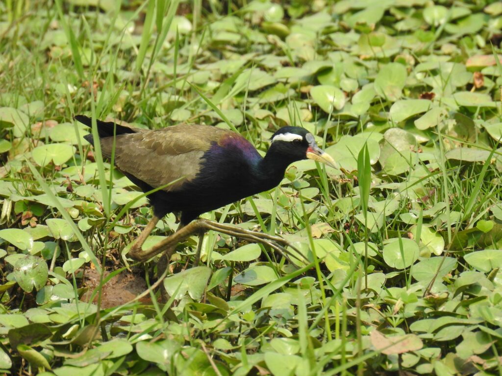 birds