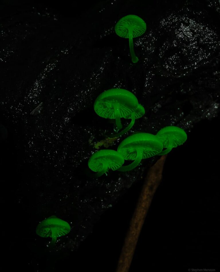 bioluminescent 5